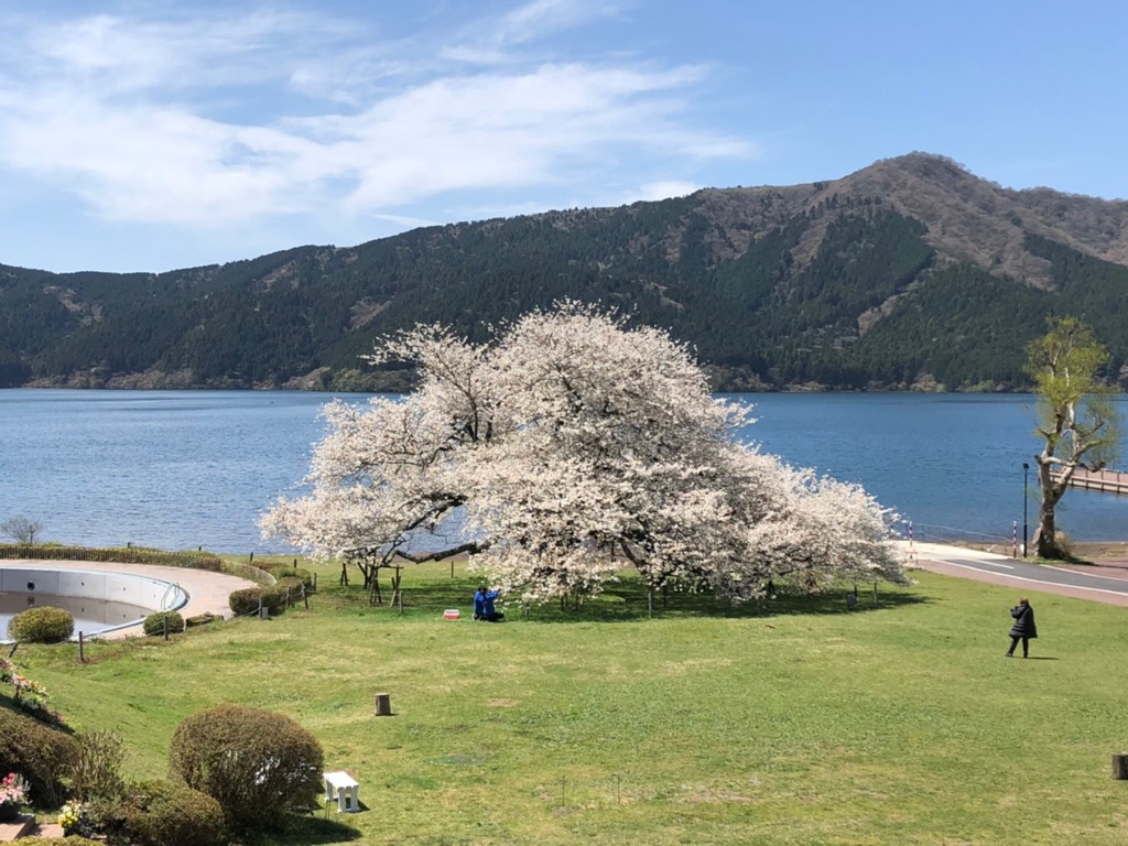 箱根名物「一本桜」をHPで公開【プリンスホテル・箱根園】