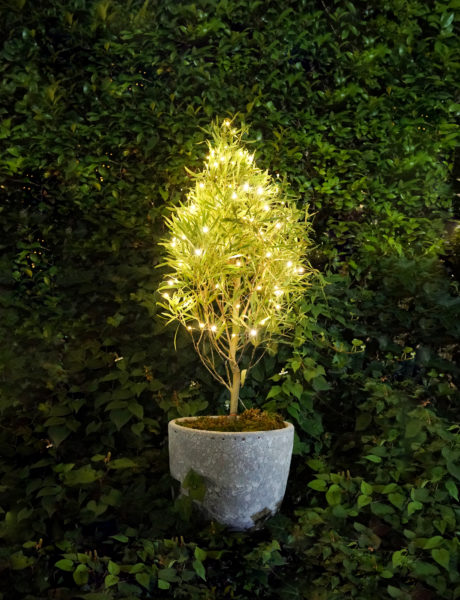 植物のエネルギーで発電 botanical light【グリーンディスプレイ】